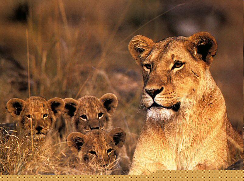 Mut as Mother Lioness